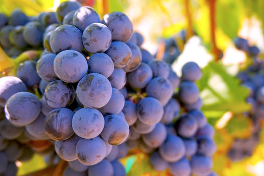 Resveratrol – An Anti-Aging Polyphenol