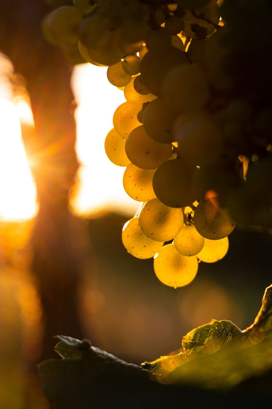 Grape Seed Extract – Natural Supplement for Skin Aging