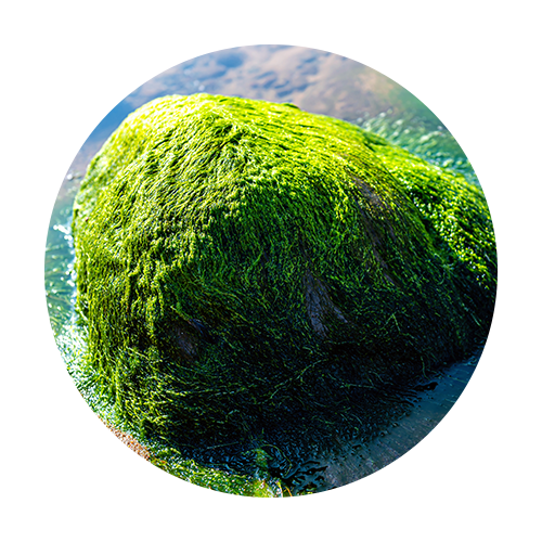 Marine algae growing on a rock near the shore, rich in omega-3 oil